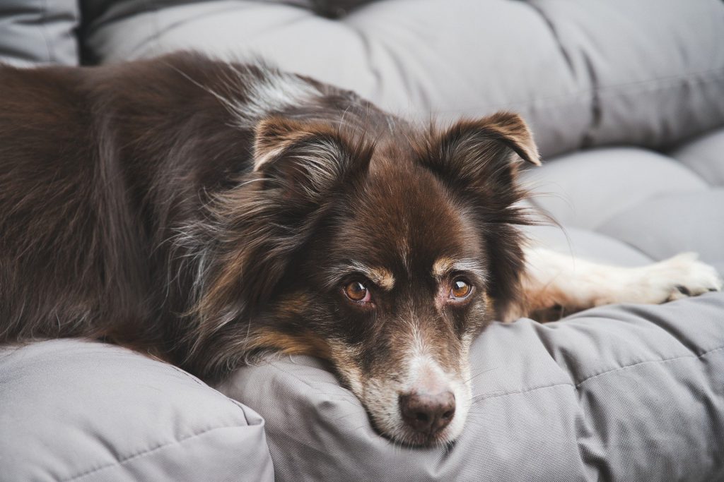 Spenden statt schenken: PTG Gruppe unterstützt den Tierschutz