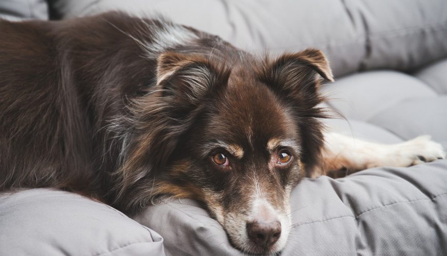 PTG Gruppe unterstützt Tierschutz